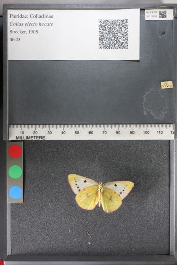 Media type: image;   Entomology 118769